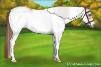 Horse Color:White Spotted Chestnut Frame Rabicano