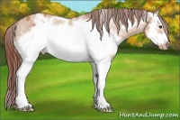 Horse Color:White Spotted Bay Dun Splash Frame Appaloosa Rabicano