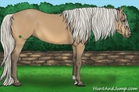 Horse Color:Silver Buckskin 