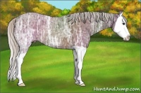 Horse Color:Silver Brown Ice Splash
