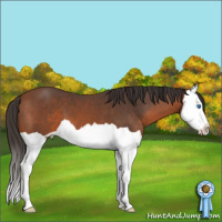 Horse Color:Bay Splash 