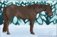 Horse Color:Liver Chestnut