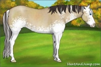 Horse Color:White Spotted Classic Champagne Dun Sabino Splash 