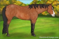Horse Color:Bay Splash Frame Brindle