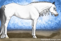 Horse Color:Black Splash Tobiano Frame