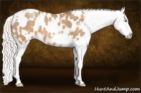 Horse Color:White Spotted Silver Sable Champagne Splash Frame Blanket 