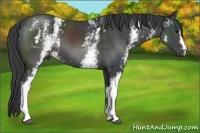 Horse Color:White Spotted Smoky Black