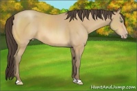Horse Color:Amber Cream Champagne 