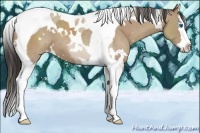 Horse Color:White Spotted Classic Champagne Splash Tobiano 