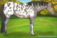 Horse Color:Brown Ice Appaloosa 
