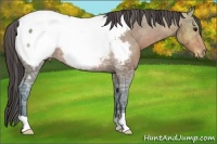 Horse Color:Bay Ice Appaloosa