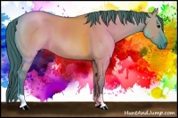 Horse Color:Watercolor Grullo 