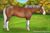 Horse Color:Silver Bay Sabino Splash