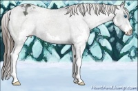 Horse Color:Black Splash Appaloosa Rabicano 