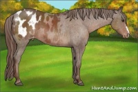 Horse Color:Liver Chestnut Appaloosa 