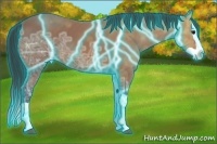 Horse Color:Thunderstruck Bay Ice Splash