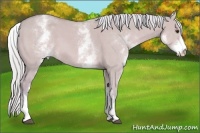 Horse Color:Watercolor White Spotted Silver Bay Dun 