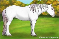 Horse Color:Nacre Bay Ice Appaloosa