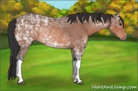 Horse Color:Bay Ice Rabicano 