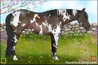 Horse Color:White Spotted Bay 