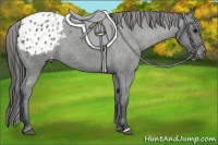 Horse Color:Black Appaloosa Rabicano 
