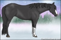 Horse Color:Smoky Black 