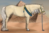 Horse Color:Gold Cream Champagne Dun 