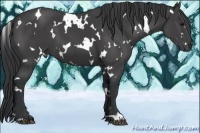 Horse Color:White Spotted Black