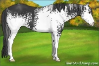Horse Color:White Spotted Black