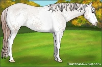 Horse Color:White Spotted Classic Champagne Appaloosa 