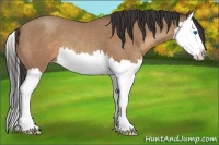 Horse Color:Sable Champagne Splash 
