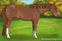 Horse Color:Chestnut 