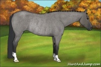 Horse Color:Grullo Roan Rabicano
