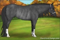 Horse Color:Blue Roan Rabicano 