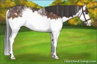 Horse Color:White Spotted Buckskin Sabino Splash 