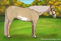 Horse Color:Palomino Dun Frame 