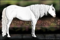 Horse Color:Palomino Sabino Tobiano Appaloosa