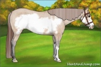 Horse Color:Bay Dun Frame Appaloosa
