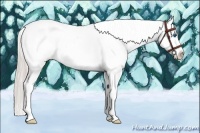 Horse Color:Silver Black Splash Tobiano Appaloosa