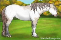 Horse Color:Bay Dun Frame Appaloosa 