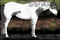 Horse Color:Smoky Black Splash Tobiano Frame Rabicano 