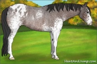 Horse Color:White Spotted Bay Roan Appaloosa Rabicano 