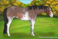 Horse Color:White Spotted Bay Roan