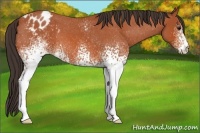 Horse Color:White Spotted Bay Roan Appaloosa