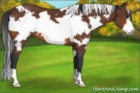 Horse Color:White Spotted Bay Frame