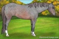 Horse Color:Brown Appaloosa