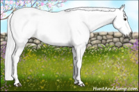Horse Color:Gray White Spotted Bay 