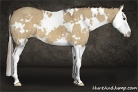 Horse Color:White Spotted Liver Red Dun Splash 