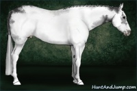 Horse Color:White Spotted Smoky Black Splash Frame 