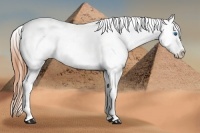 Horse Color:Buckskin Splash Tobiano Varnish Rabicano 